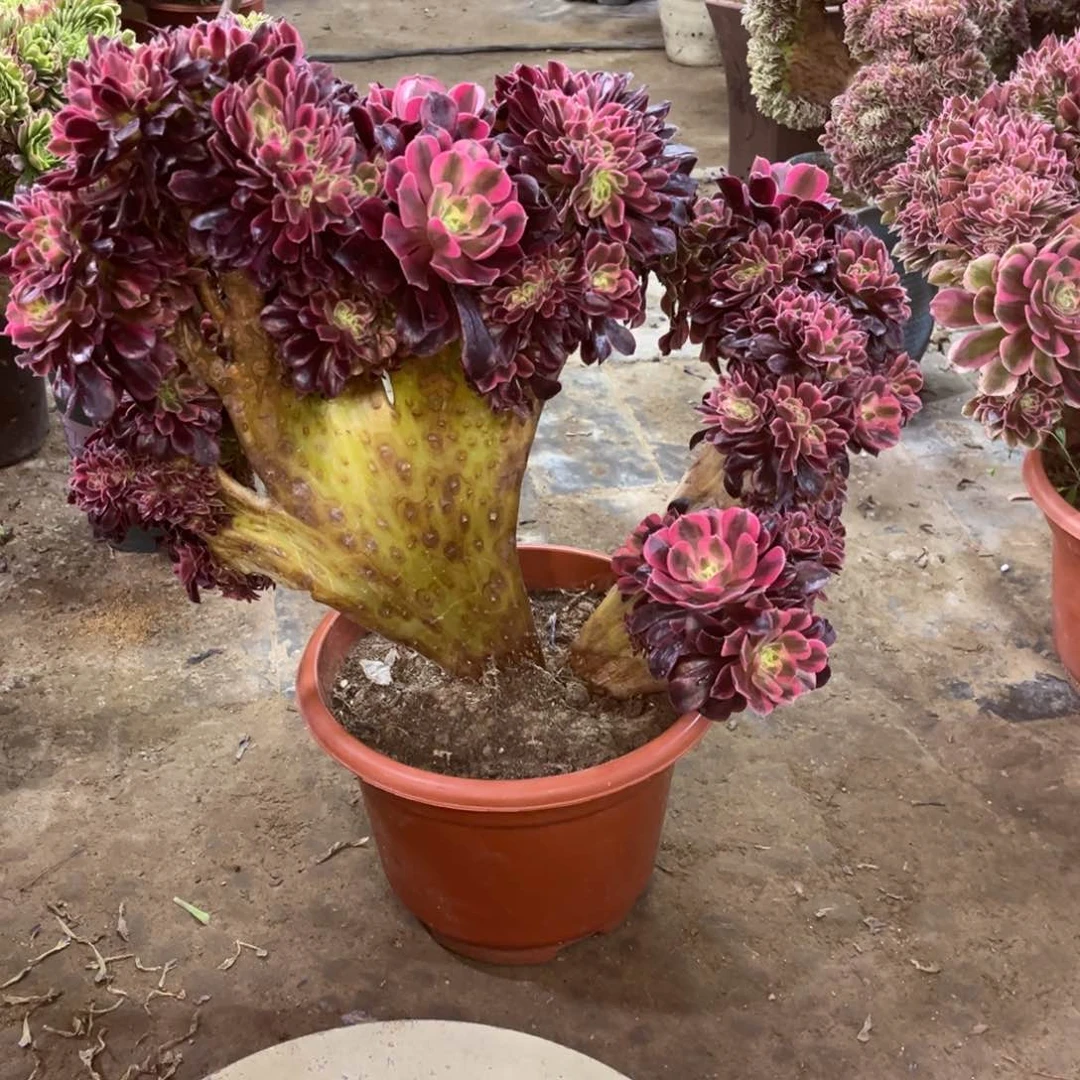 精品法师一物一拍