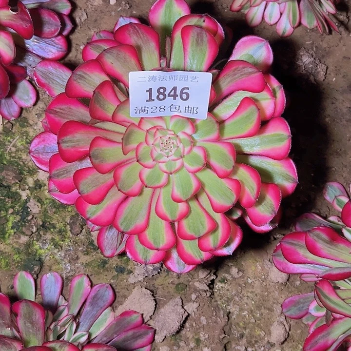 平*叔1846红铜白多肉植物