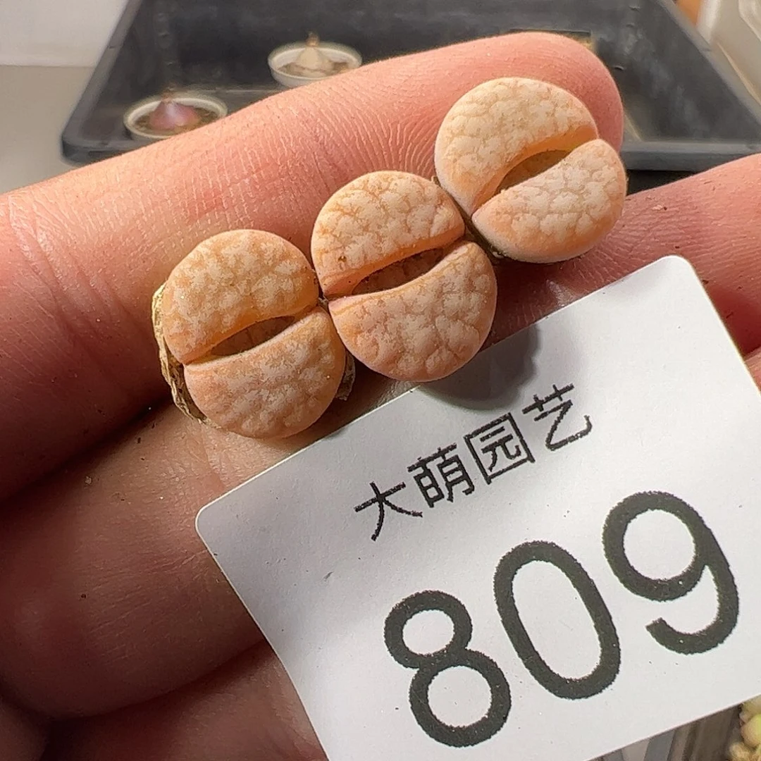 一物一拍正版C309a拿铁809