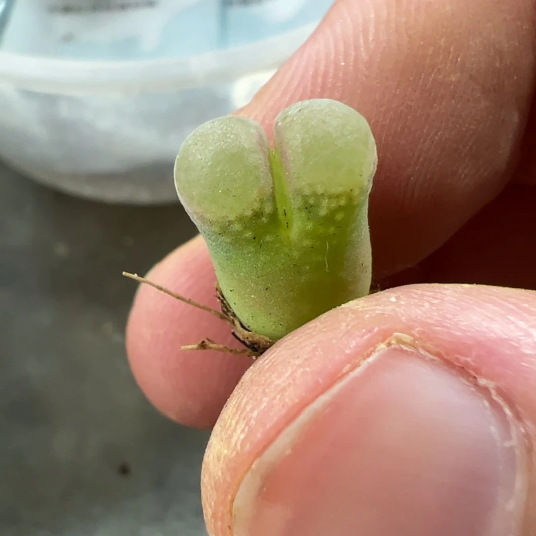 量拍b23风铃一颗