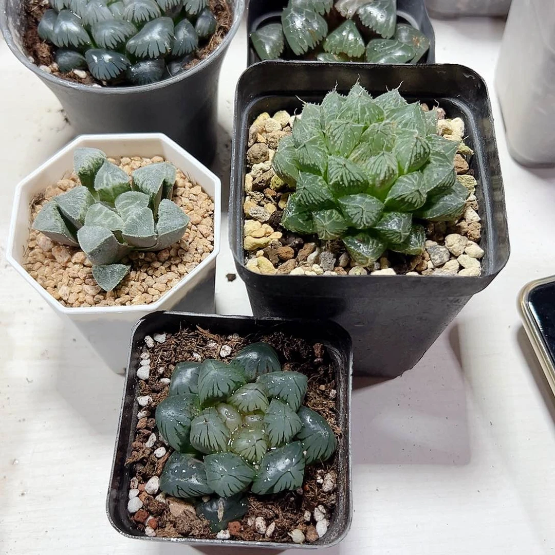 鬼*十二卷多肉情人节福利