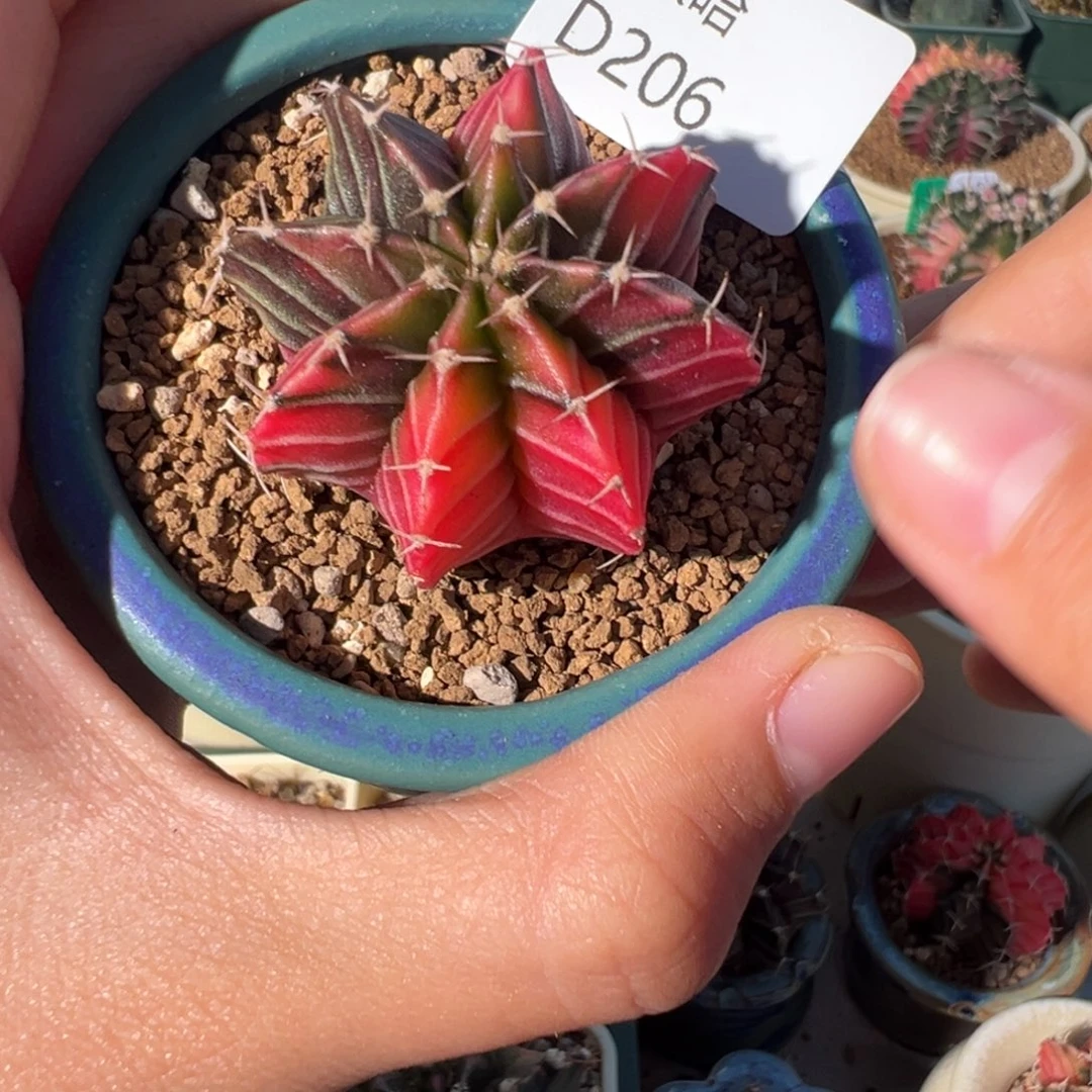 206 好看的米哈冲冲冲