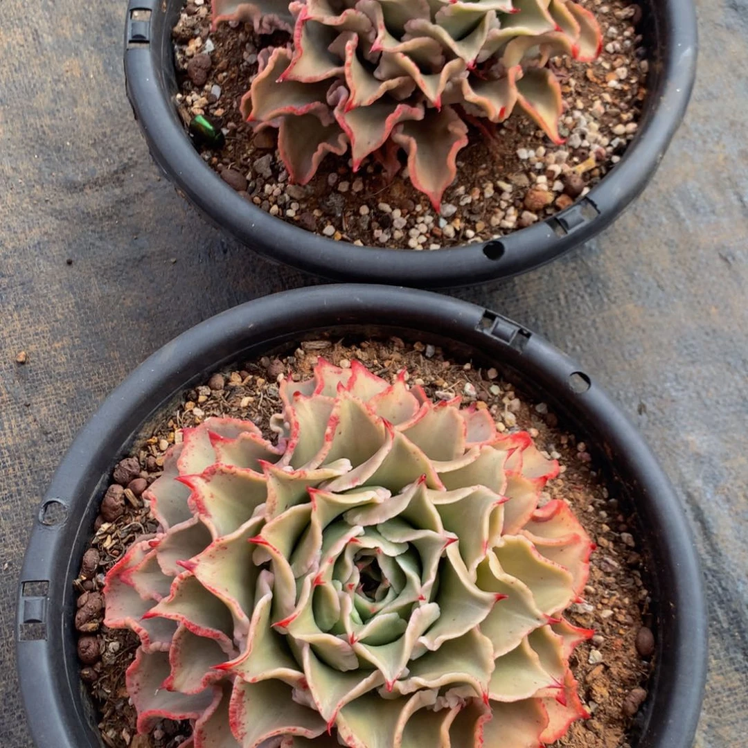 ?****?饺子皮11111111