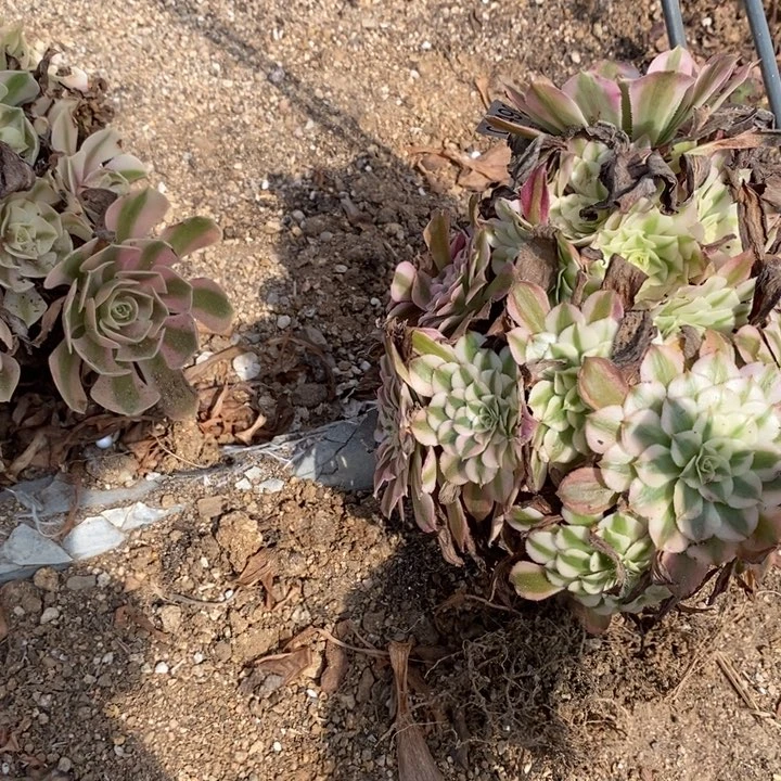 笑***生897红表白多肉植物