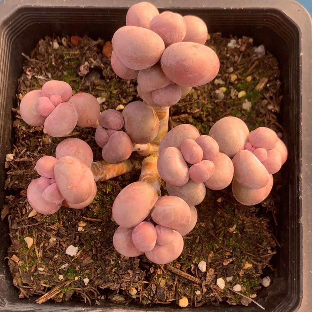 烟美人奶酪老桩一物一拍