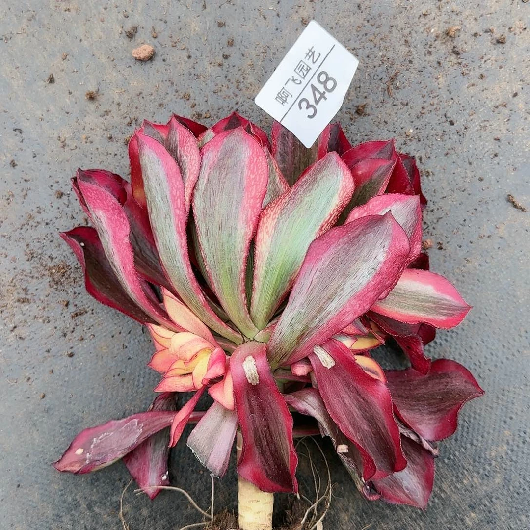 348多肉 魅影单头带侧芽