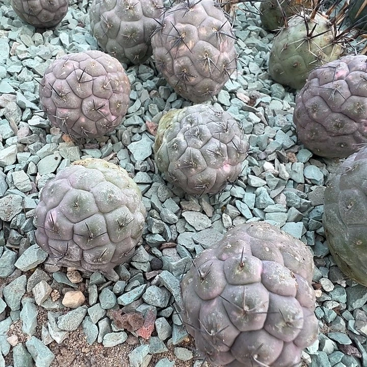 习致野。黑刺。 两个