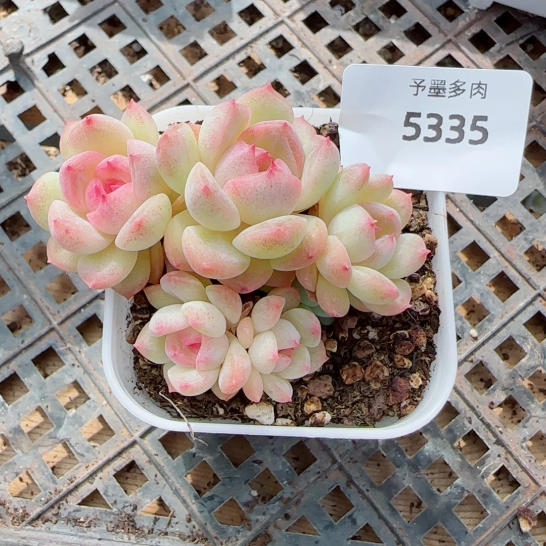 璇玑珍妮群，5335多肉植物