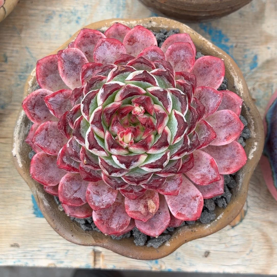 多肉植物 油画向日葵-4