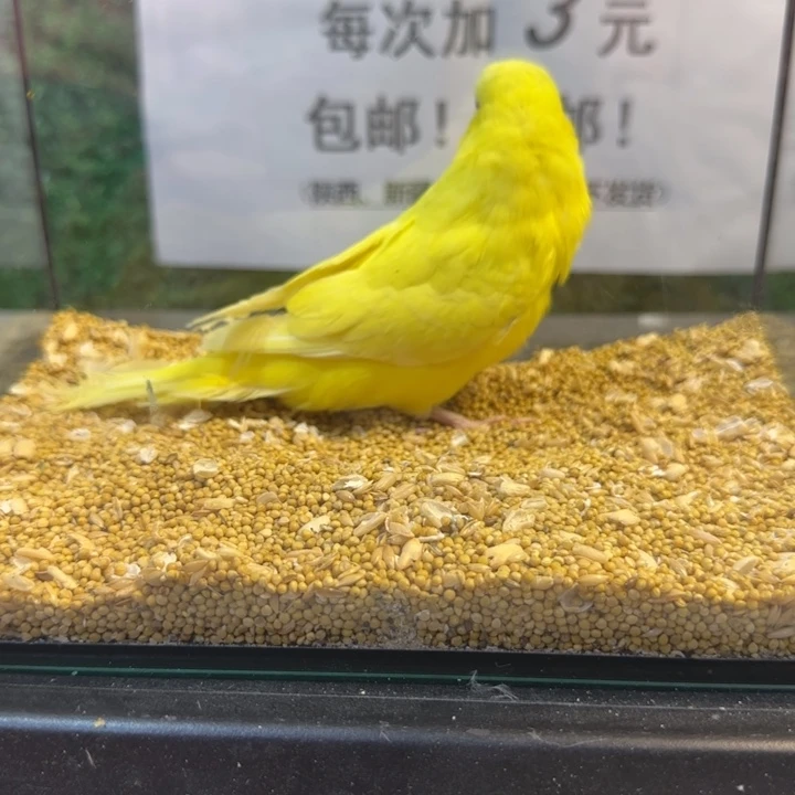 虎皮鹦鹉大头虎皮鹦鹉