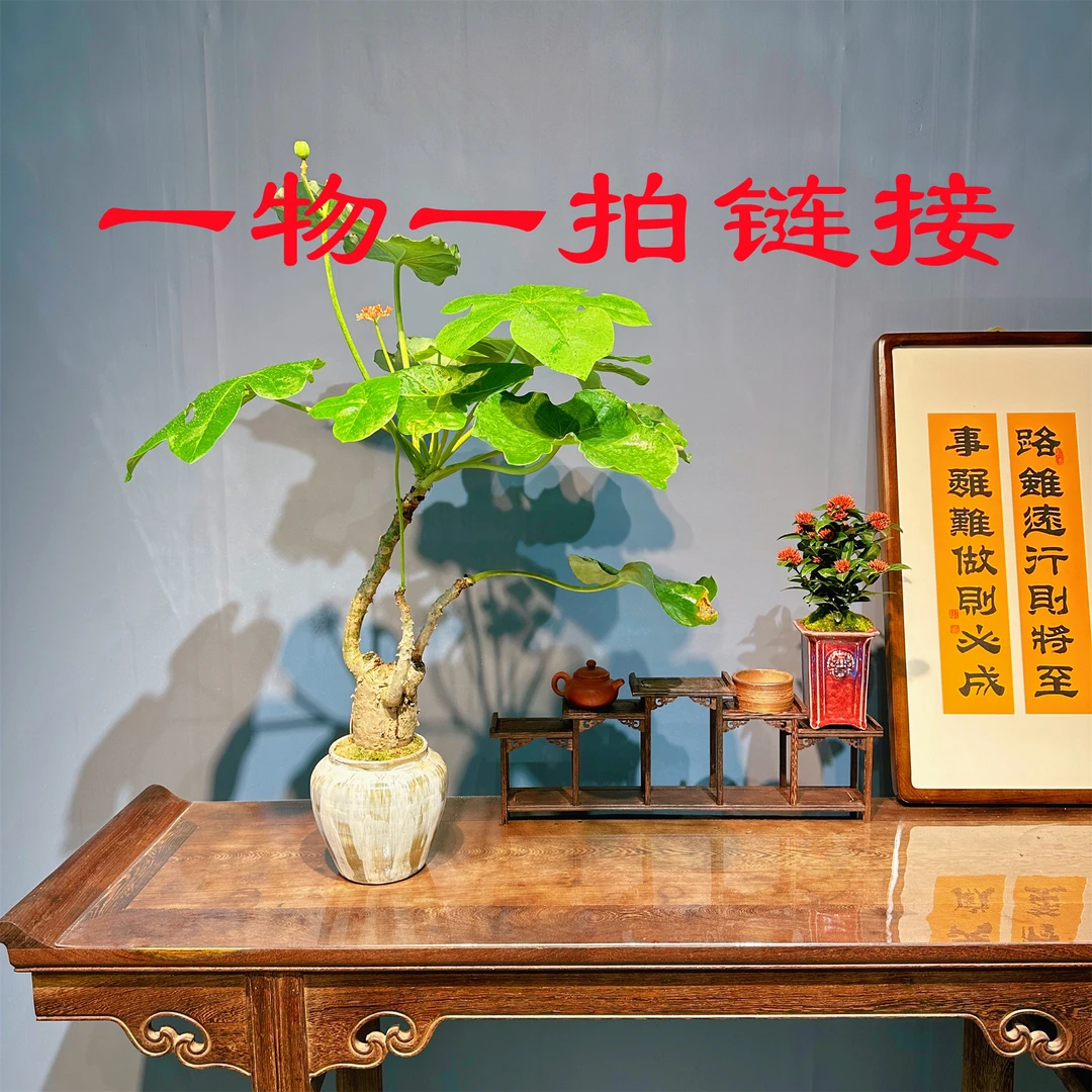 阿正精品盆栽直播间一物一拍