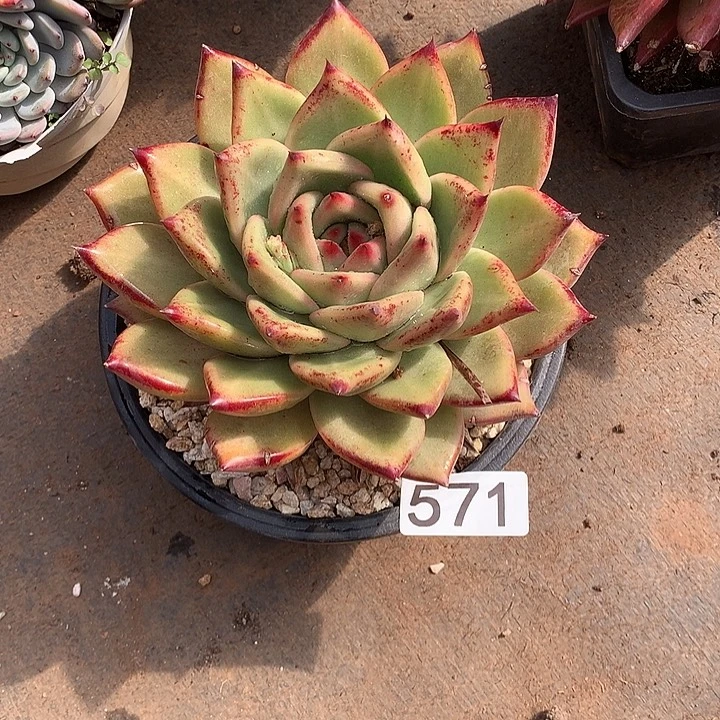 571 一物一拍多肉