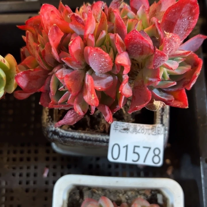 幸运的是我还没遇到过