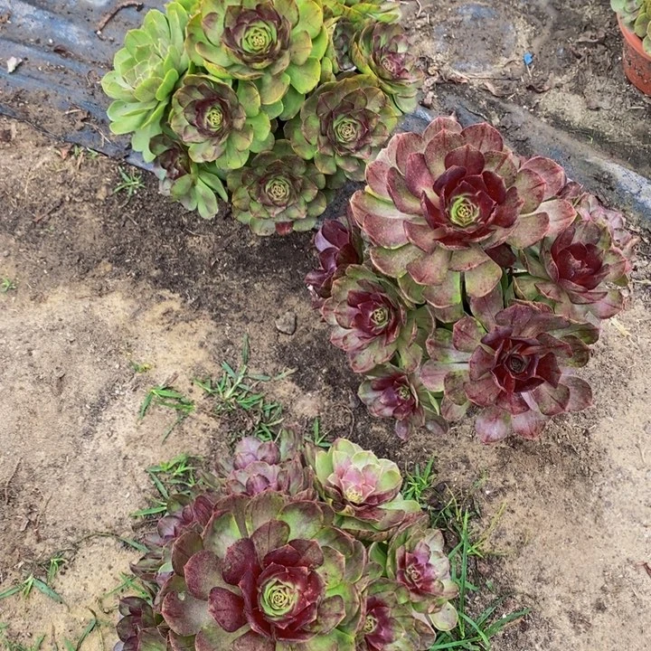 完全开放黑红魔多肉1颗多肉