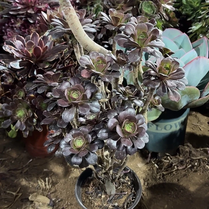 知*?多肉植物圆叶灰86