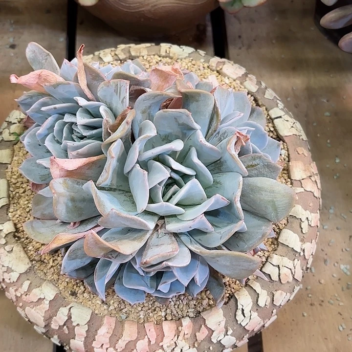 雪特整桩无砍大群手捧孤品