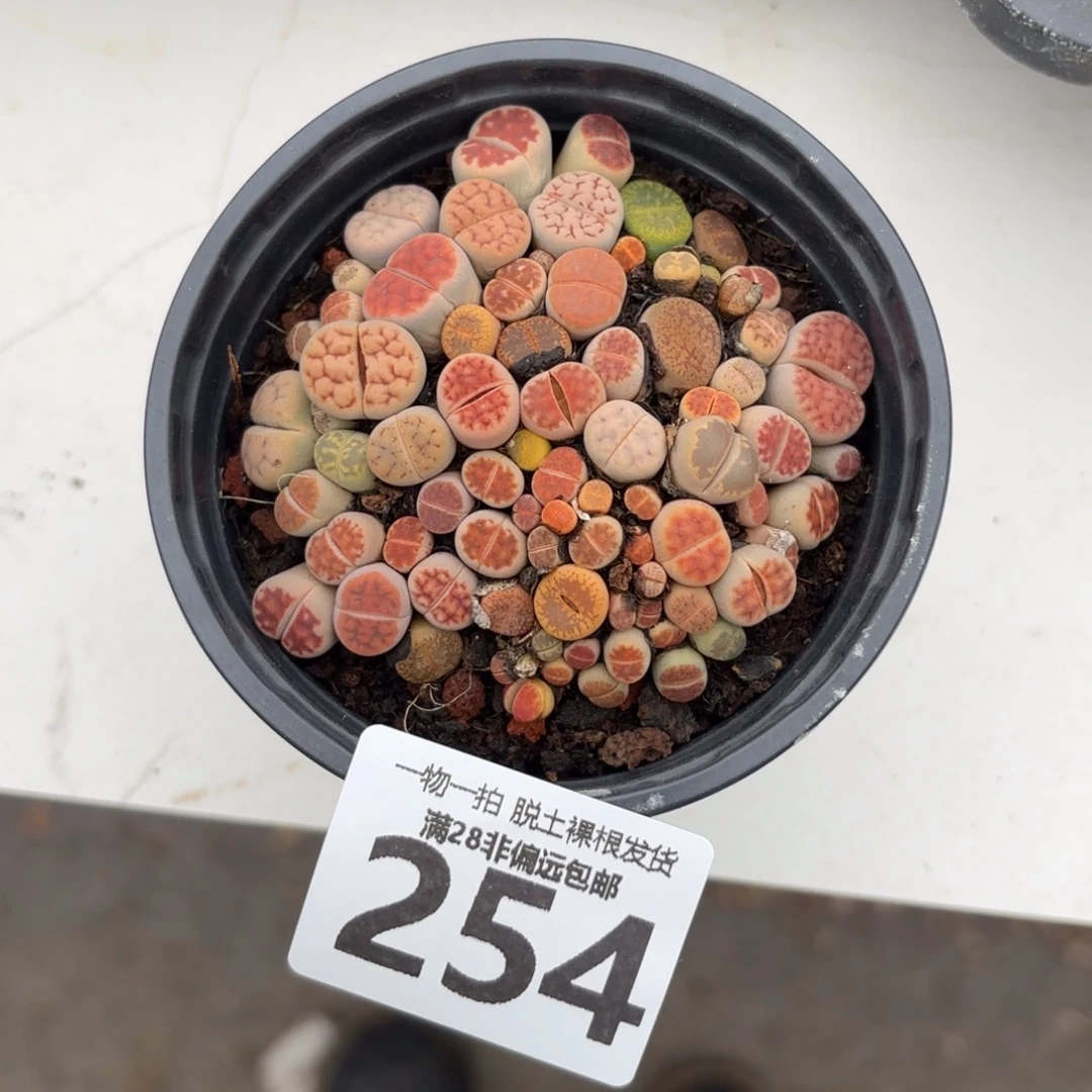 生石花带盆土发货