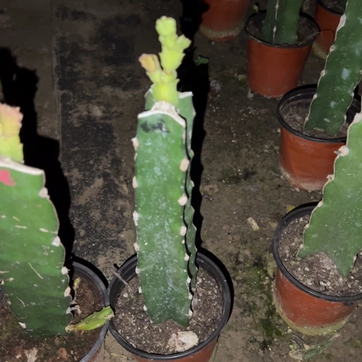 英***)当前无花栽培后可以开花红羽毛156