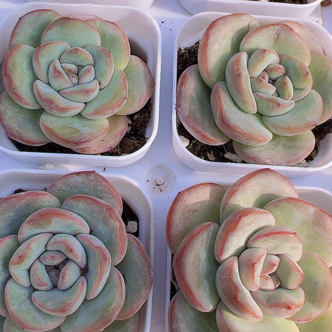 奶油泡芙19包邮多肉植物