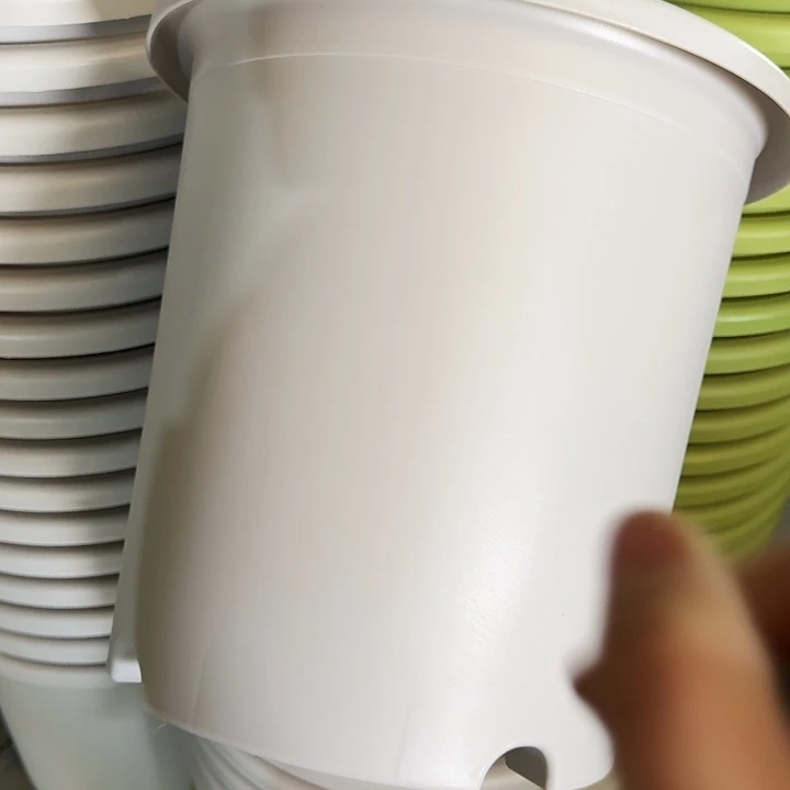 四季8号灰白无托5个特价