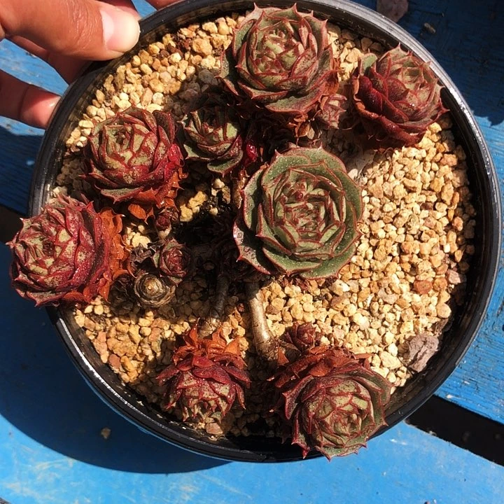 圆叶罗西玛多肉植物