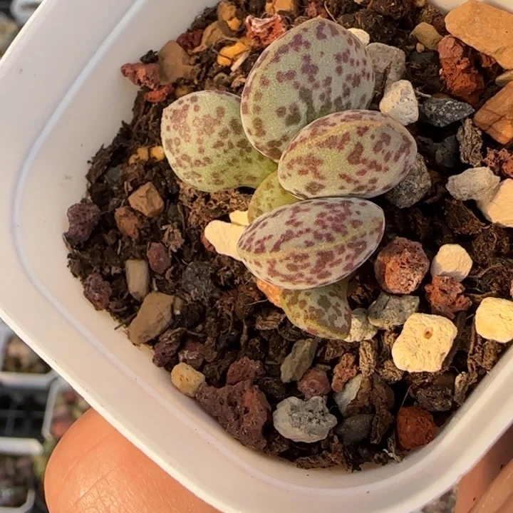 王***y花蛋水泡多肉植物水泡