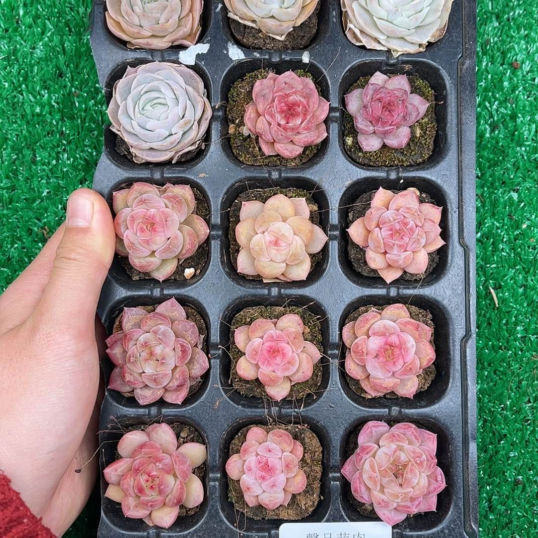 多肉一物一拍10-11