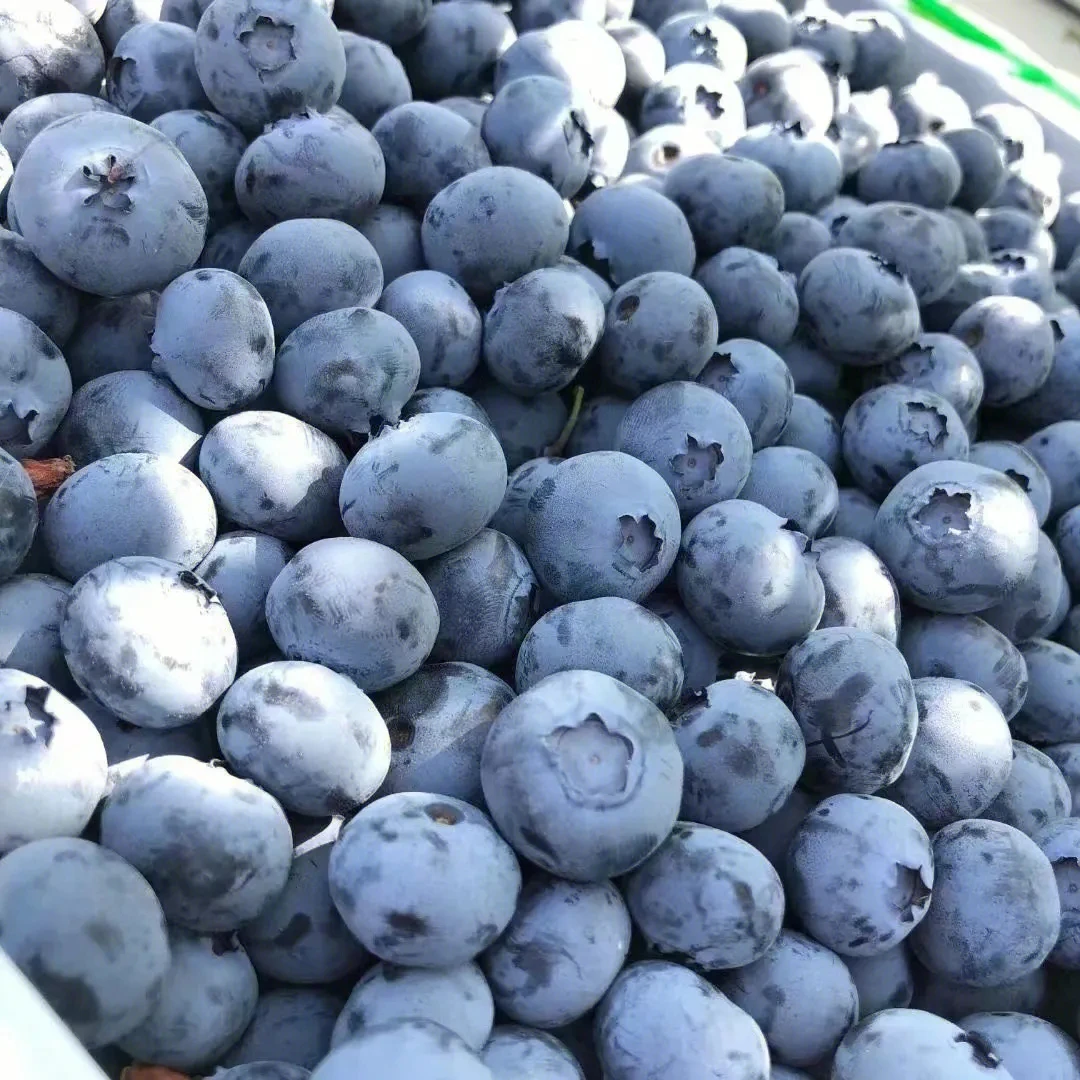 【顺丰包邮】佳沃蓝莓1.5斤/3斤左右，果霜少介意勿拍14-16mm+新鲜云南省