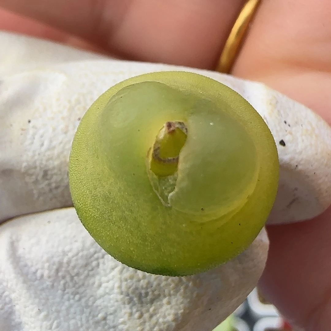 11-23-532当天满38包邮1.55cm拉登母本脱土