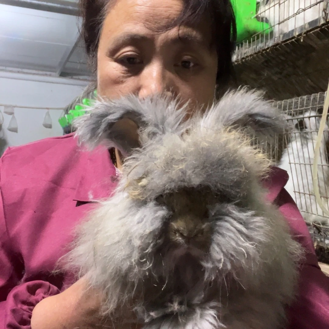 宠物兔英系安哥拉兔