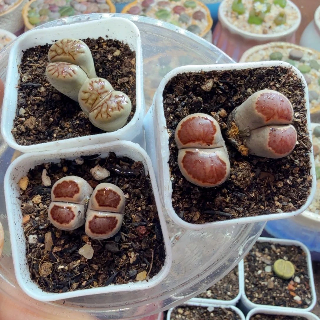 兔***贝多肉植物的福利呀838