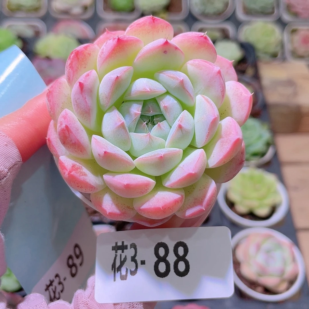 花利美3-88白桃汽水