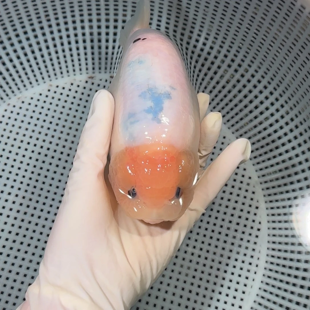 金鱼精品高货兰寿