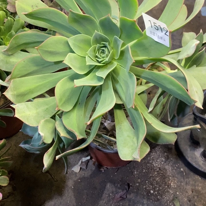 花***语翡翠城多肉断头不包1512