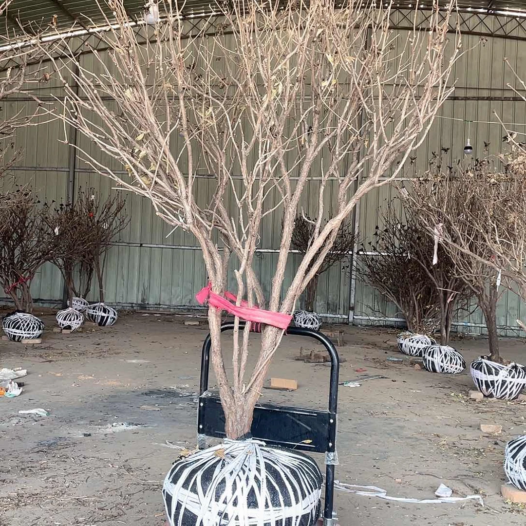 当前无花栽培后可以开花