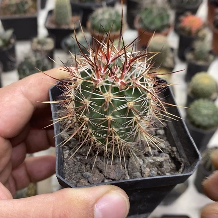 实生幻虾特价福利