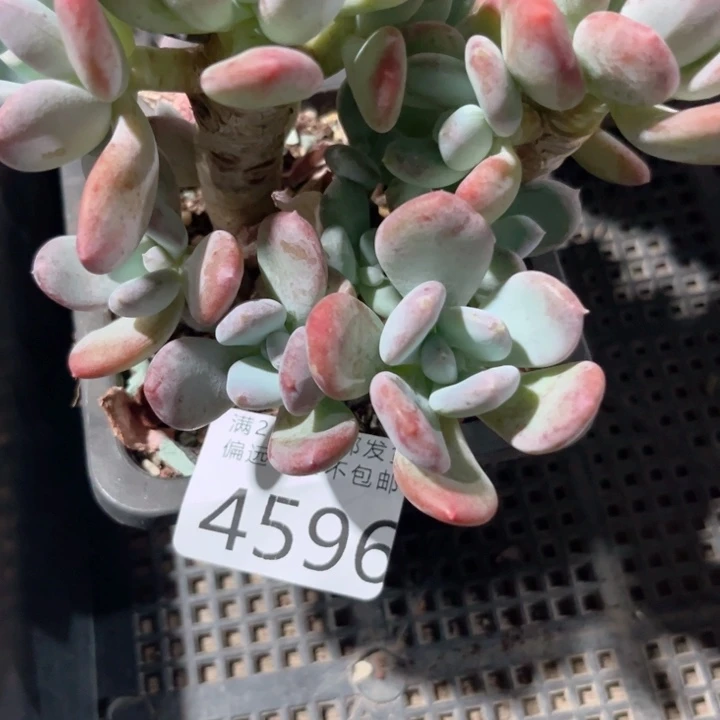 向****大4596ghhhhhjjjj