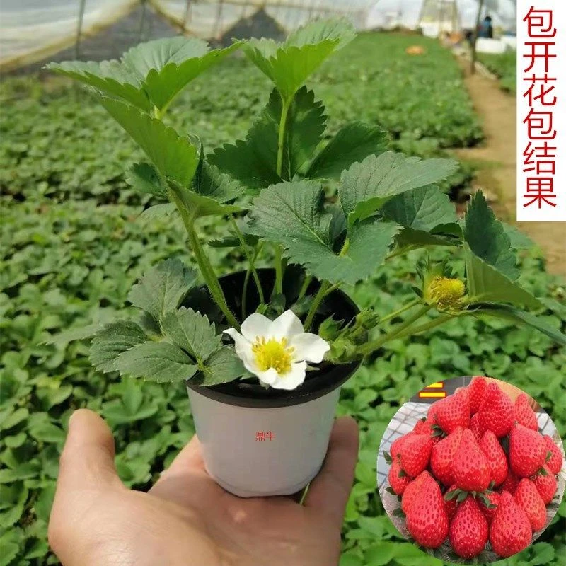 【满6盆包油】草莓苗原盆原土适合南北方种植好养活【满10盆送肥】