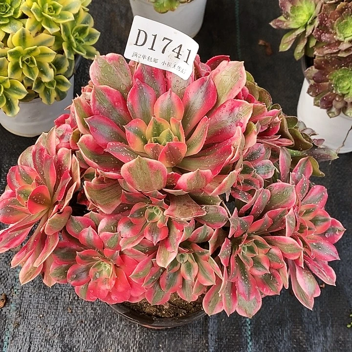 1741粉桃妖多肉植物