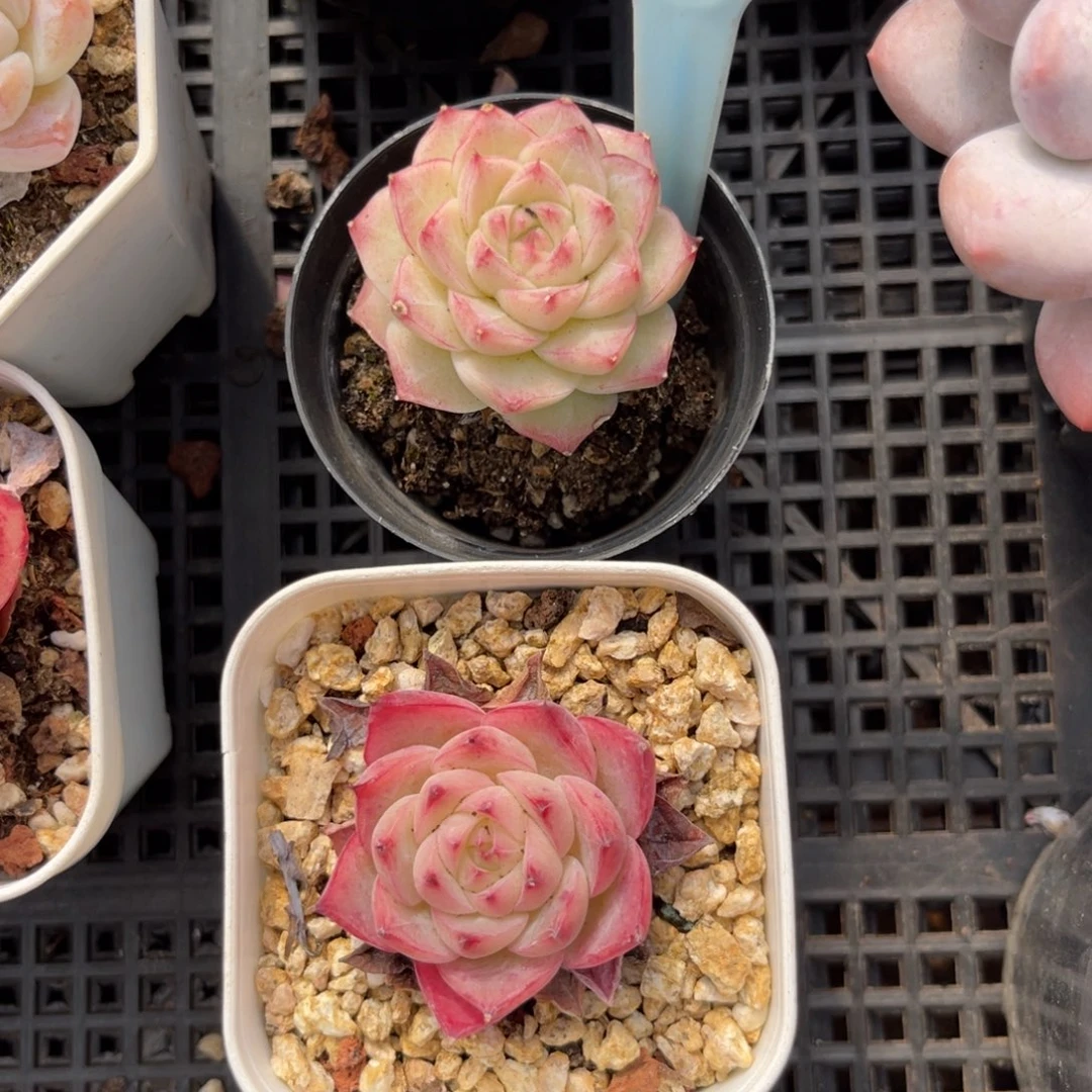 云尘多肉一物一拍1619