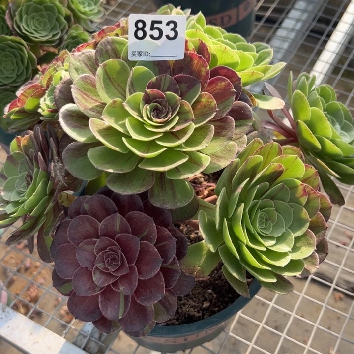 853花月夜25厘米左右半木质