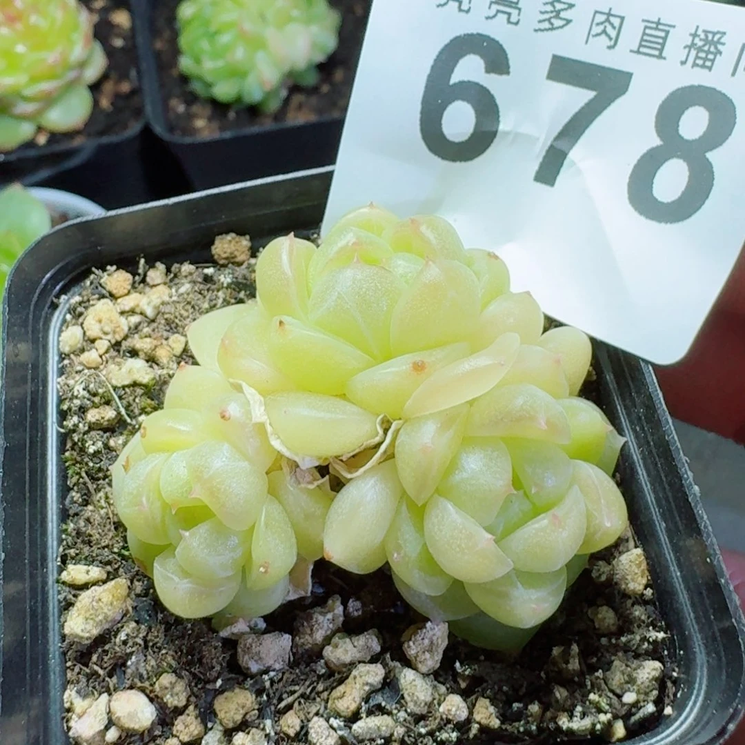 倾城珍妮            精美多肉植物