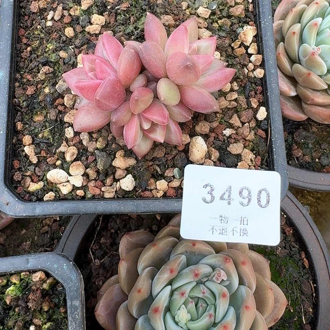 龙*3490号迷雾泡泡多肉