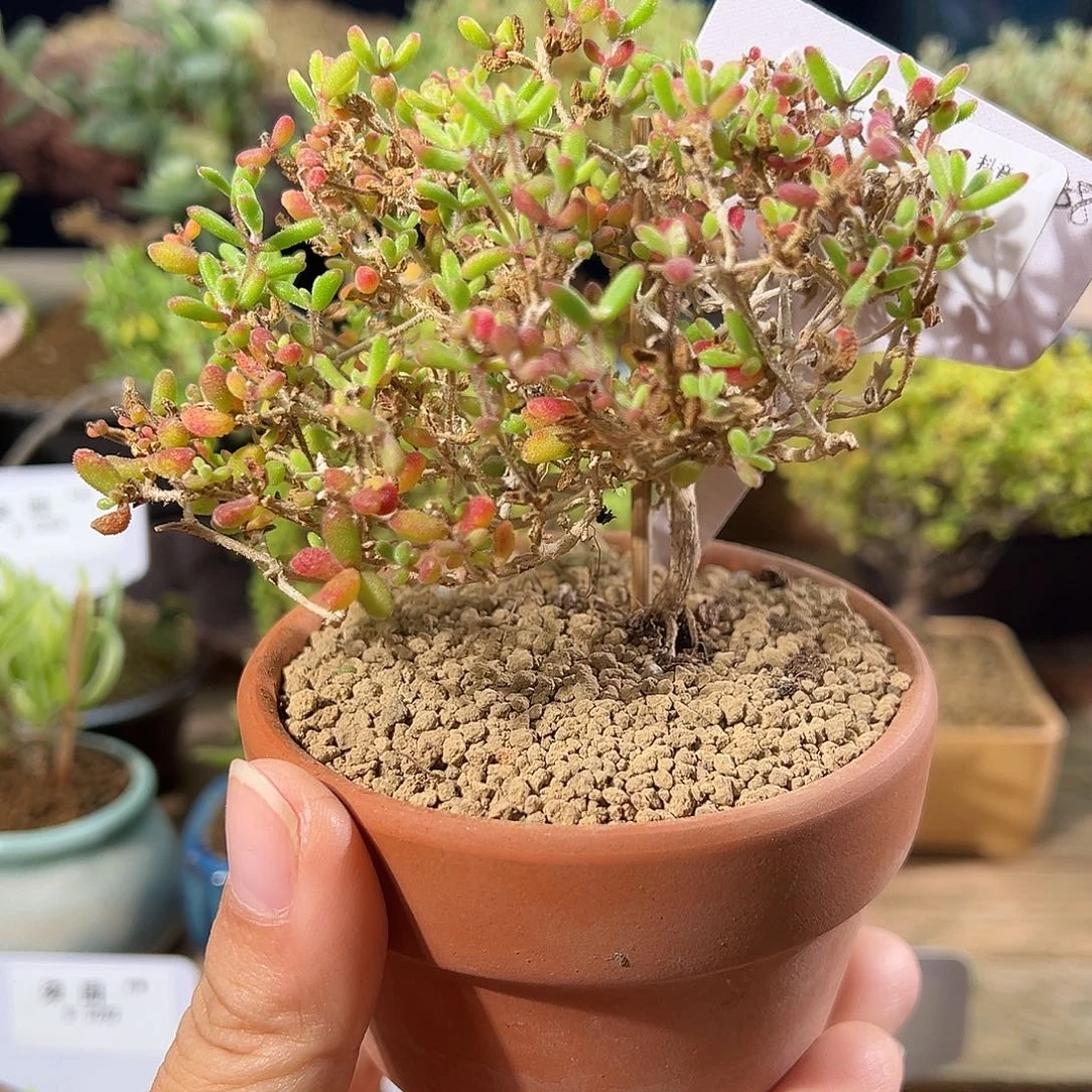 0206红宝石带盆飘桩造型