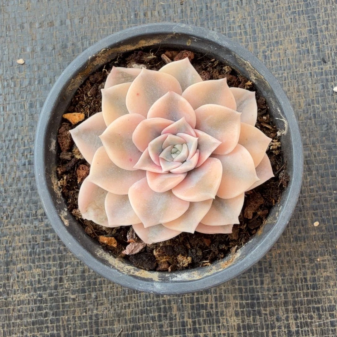 猫***团安娜锦头盖锦上园艺一物一拍