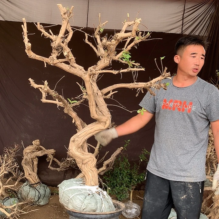 进***军全部花朵金银花257654456489555865