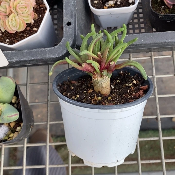 B***宝伯克利和他的朋友们在一起