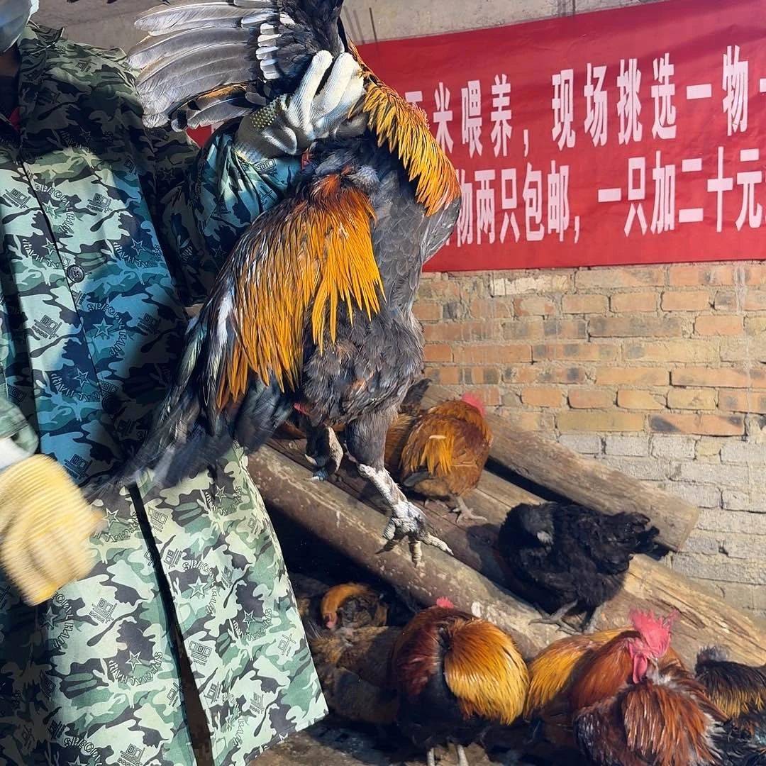 土鸡中国大陆土鸡