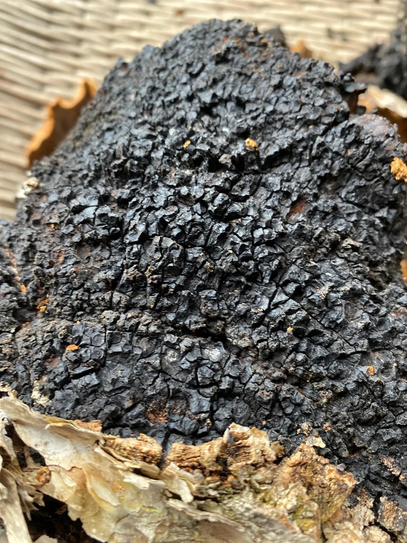 东北黑龙江桦树菌