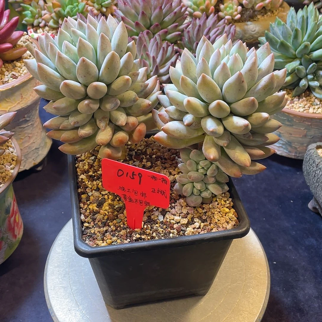 0159所罗门脱土包邮